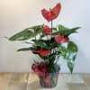 The red anthurium plant is a popular tropical houseplant known for its