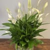 A large peace lily, loaded with blooms- in a ceramic pot- sending