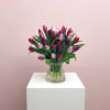 Indulge in the beauty of vibrant tulips! These stunning flowers are not