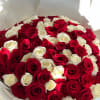 A round bouquet of 100 red and white roses, wrapped in white