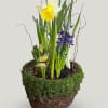 Our bulb gardens contain stems of tulips, daffodils, crocus, and hyacinth. Send