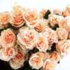 One dozen long stem peach roses wrapped. This arrangement does not include