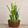 Watch it grow! Our bulb gardens come with an assortment of tulips