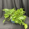 Bring a touch of nature indoors with our Verdant Cascade pothos plant