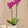 Magenta Phalaenopsis Orchid plant in ceramic pot. 