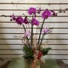 Purple and lavender orchids in a gold container with decorations. 