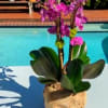 Beautiful orchids in the color you prefer, ideal for decorating any space
