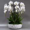 Elegant arrangement with 6 white cascading orchid stems, ZZ plant, natural accents