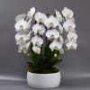 Four large white blooming stems in a smooth white modern decor vessel