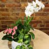 Simple yet elegant, our Peace &amp; Serenity Dishgarden brings beauty indoors. A
