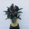 Ficus Burgundy Rubber Tree Plant 8". Pot and pot color will differ