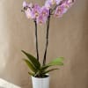 Light pink Phalaenopsis orchid plant in a ceramic pot