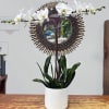 Choose Deluxe -Double Stem- or Premium -Triple Stem- orchid plant in a