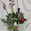 This basket is for plant lovers, it's filled with 2 Dendrobiums Orchids