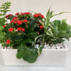 A modern harmonious planter consisting of four green plants in a white