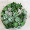Mother&rsquo;s Day 2021 Exclusive Collection. A grand succulent garden just for mom