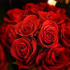 Lady in Red is a super premium one dozen red roses artistically