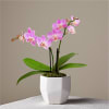 Chic, Pink and Simple. This sleek pink orchid is a perfect gift