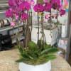 6 stems of cascading Phalaenopsis orchid.