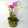 A modern Mix of 6 Bright Color Orchids with Natural pieces of