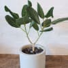 This beautiful Audrey Ficus is potted in a gray ceramic pot (10x11in).