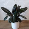 A clean, bold statement. The Rubber Plant features broad, glossy leaves and