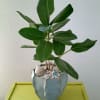 A popular houseplant known for its elegant appearance and very low maintenance.