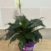 A 6 inch peace lily wrapped in purple foil with a white