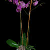 A stunning double stem orchid plant is the perfect gift.  The