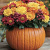 This classic pumpkin vase holds a lush collection of chrysanthemums in gold