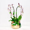 A beautiful mix of white orchid, comes in a gold round ceramic