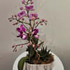 Orchid plant with succulent 