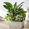 Modern Green Garden | Wilmington, Delaware Florist * Not available for same-day