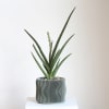Bold and architectural, this Starfish Sansevieria stands out with its thick, fan