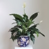 Elevate any room with this premium flowering Peace Lily, its elegant white