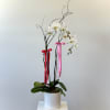 A Luxe Double Stem White Phalaenopsis in White Ceramic Vase
Elevate any space