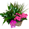 The triple includes three plants in a basket with ribbon accent.

Plants may