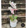 Fresh double stemmed orchids in a high-quality ceramic vase with satin ribbon.