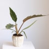 Meet the Philodendron Caramel Pluto, loved for its rich caramel toned new