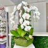 Phalaenopsis Triplers Orchid Plant: Beautiful 3 stem Phalaenopsis orchid in a mossy