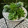 Tabletop Hairpin Plant Stand with a White Planter, featuring a black frame