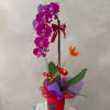 Cascading orchids arrangement designed with grace and simplicity. Featuring long-lasting blooms in