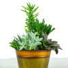 A charming collection of assorted succulents artfully arranged in a decorative container.