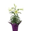 A 6in potted blooming Easter Lily - a perfect gift for yourself