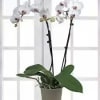 Orchid plants are a stylish alternative to fresh cut arrangements. They are