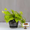 This playful Philodendron Brasil is full of personality. Planted in a 4"