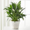 A beautiful blooming plant that is suitable for their home or office