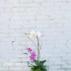 Simple yet beautiful! Arranged orchids in any designer vase eloquently garnished with