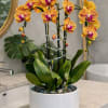 A high quality Triple peach orchids arrangement with a vase 12" D