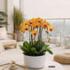 A high quality Five peach orchids arrangement with a vase 10" D